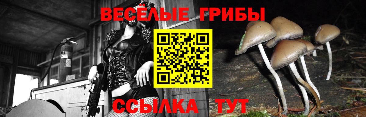 Псилоцибиновые грибы GOLDEN TEACHER Октябрьский